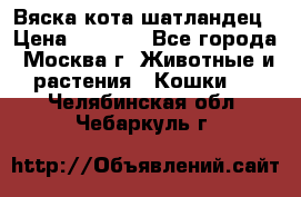 Вяска кота шатландец › Цена ­ 1 000 - Все города, Москва г. Животные и растения » Кошки   . Челябинская обл.,Чебаркуль г.